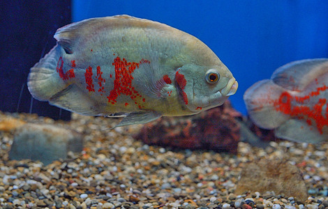 奥斯卡鱼（Astronotus ocellatus）