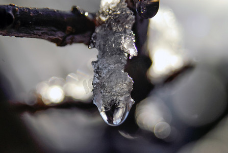 冰雪迪士尼摄影照片_冰柱冰雪在树枝阳光下融化