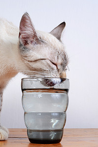 可爱的小猫喝水