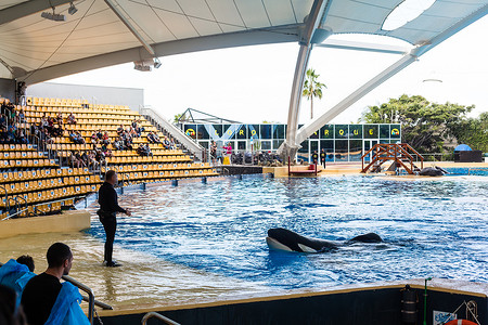 西班牙特内里费岛拉克鲁斯港 — 2020年1月7日：西班牙特内里费岛拉克鲁斯港Loro parque海洋馆的跳跃鲸鱼