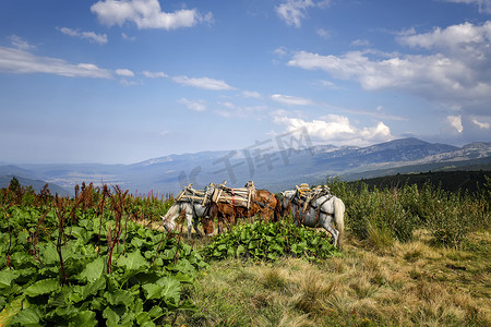 风景优美的货马在山草甸吃草