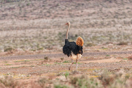 雄性鸵鸟在 Tankwa Karoo 中奔跑