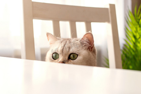 有趣的英国白猫从白桌下偷看