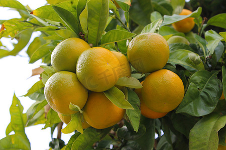 蜜橘摄影照片_树上的柑橘