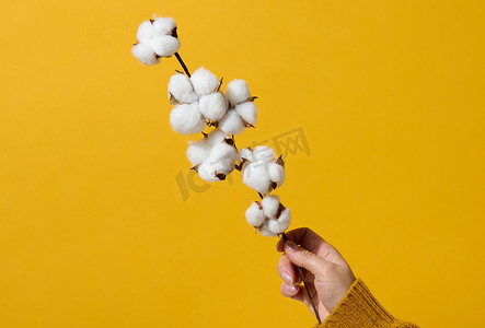 鲜花女摄影照片_女手拿着黄色背景上有棉花花的树枝，特写