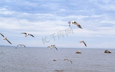 天空海鸥摄影照片_海面上有很多海鸥