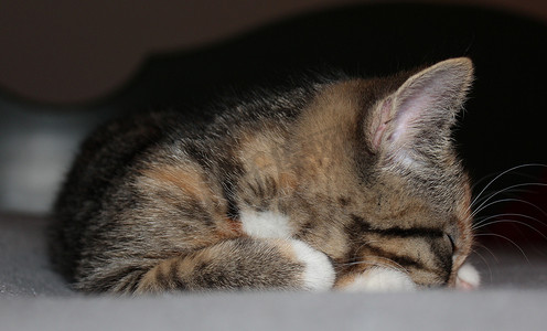 睡觉小猫卡通摄影照片_困倦的小猫