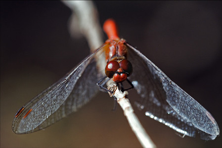 野生红黄蜻蜓的前面