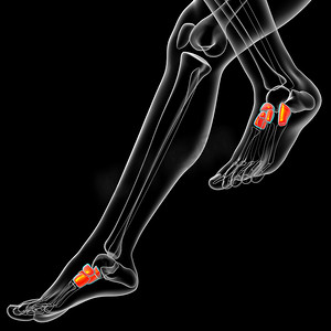 3d 渲染中足骨的医学插图