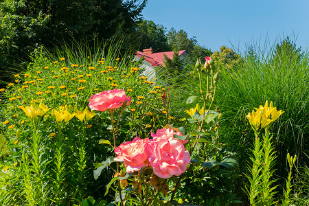 高绿草背景下粉红玫瑰和黄百合的组成