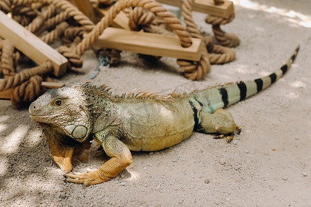 毛里求斯岛摄影照片_毛里求斯岛保留地上的一只鬣蜥，毛里求斯岛公园里的一只大蜥蜴鬣蜥