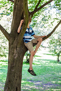 夏天男孩坐在树上