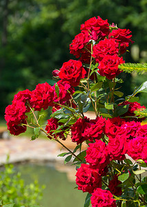 美丽的红玫瑰丛，细茎，带尖刺，可以成为任何花束的装饰品。
