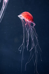 水下发光的水母 chrysaora pacifica