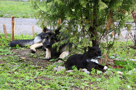 狗躺摄影照片_德国牧羊犬与一只猫
