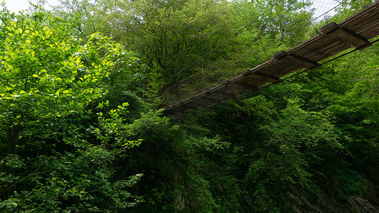 绿色森林中的木吊桥。