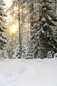 冬季风景与白雪覆盖的松树林。