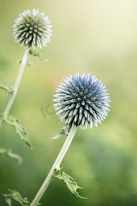 海莉摄影照片_海冬青夏季开花的蓝色尖刺花的特写图像，也称为 Eryngium