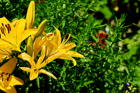 绿色植被背景摄影照片_绿色植被背景下的黄色唐菖蒲晨金