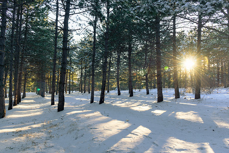 树林间摄影照片_冬天树林间树林里的日落