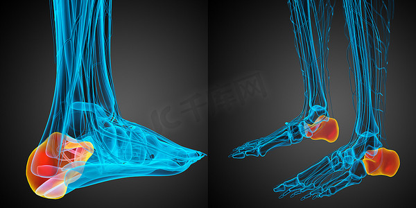 跟骨的 3D 渲染医学插图