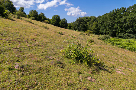 长图风景摄影照片_野玫瑰丛生长在一个长满干黄草的斜坡上