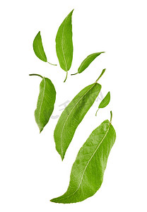 飞舞的李子树或茶新鲜绿叶，隔离在白色背景。