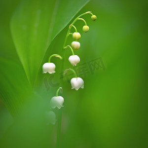 春天与花摄影照片_春天的绿色背景与森林中的自然。