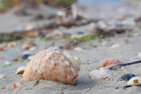大贝壳，沿海沙子上的蛤，沙滩海景