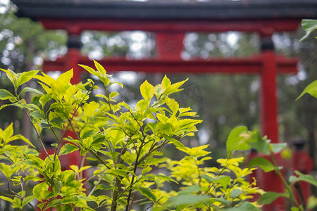 以模糊的传统日本门为背景的绿叶