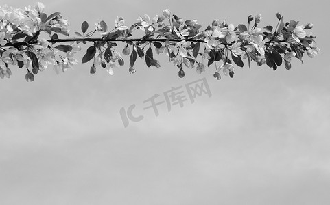 花朵黑白摄影照片_天空中盛开的花朵的分支