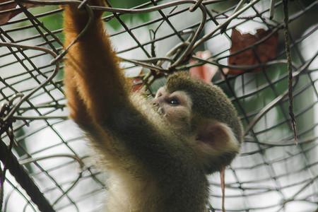 松鼠猴在动物园的笼子里晃来晃去。