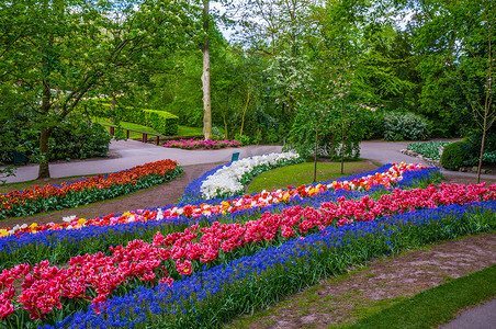 五颜六色的花路，库肯霍夫公园，利塞在荷兰
