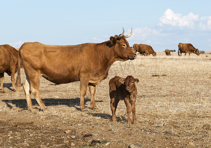 欧洲牧场摄影照片_阿连特茹领域的奶牛