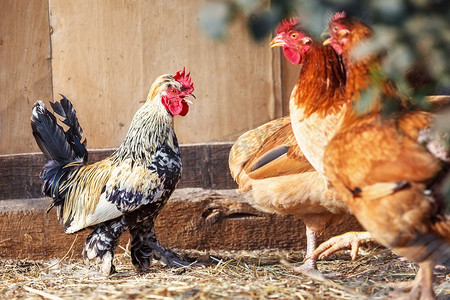 小公鸡摄影照片_鸡舍里的鸡和小公鸡。