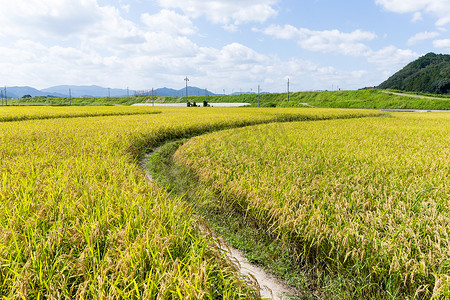 稻田里的小路