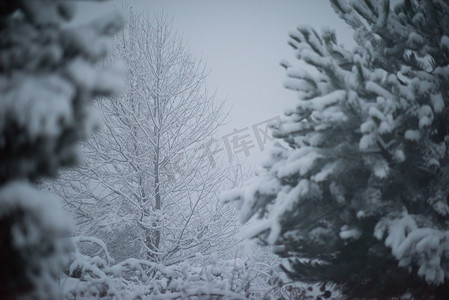 圣诞常青松树覆盖着新鲜的雪