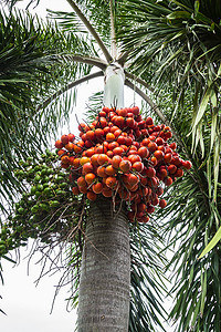 木桩上的槟榔摄影照片_树上的槟榔或槟榔