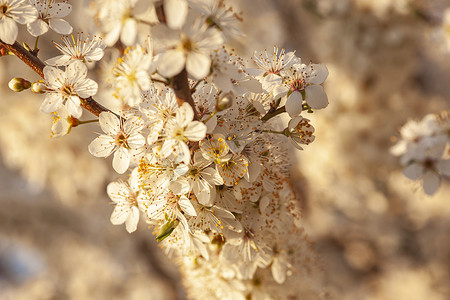 梅树花