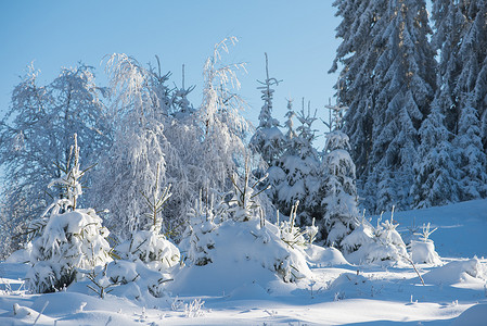 被新雪覆盖的松树森林背景