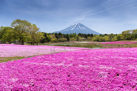 日本芝樱节，樱花或樱花的粉红色苔藓领域与日本富士山梨县（富士山焦点）