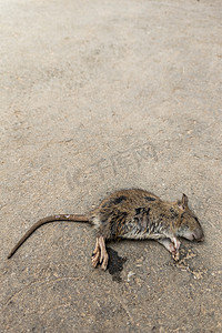 老鼠上灯台摄影照片_沙质沥青表面的死老鼠尸体