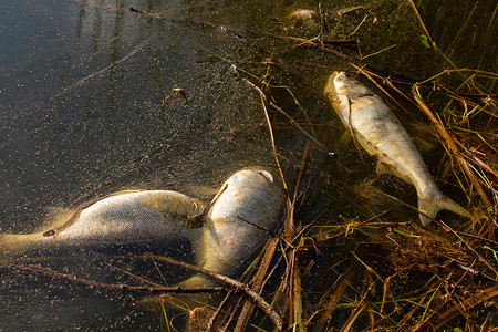 受污染摄影照片_被污染的湖岸上死烂的鱼。