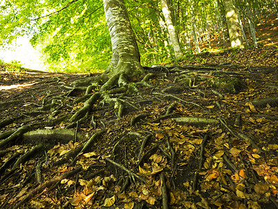 秋季森林中的根网