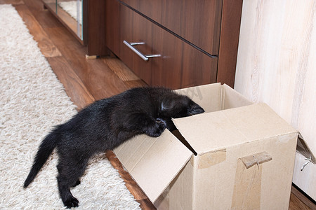 小黑猫爬进盒子