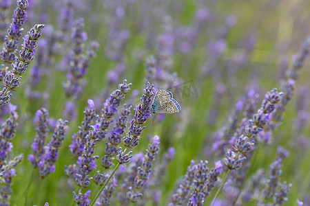 一只蓝蝴蝶摄影照片_薰衣草花上的白垩山蓝蝴蝶（Polyommatus coridon、Lysandra coridon）在薰衣草花上