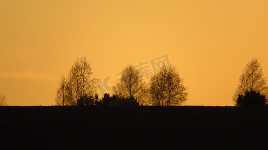 日落时田野里的一排树