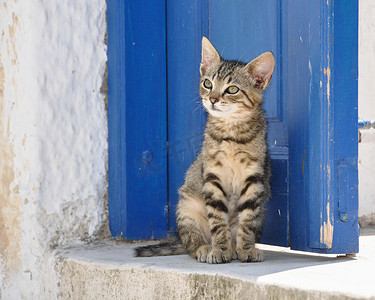 希腊可爱的小虎斑流浪猫坐在蓝色门前