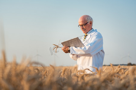 新品推荐图摄影照片_研究人员对新品种粮食和小麦进行田间试验