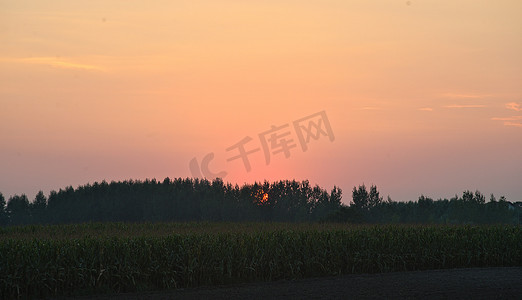 玉米田上色彩缤纷的日落，夏日风景